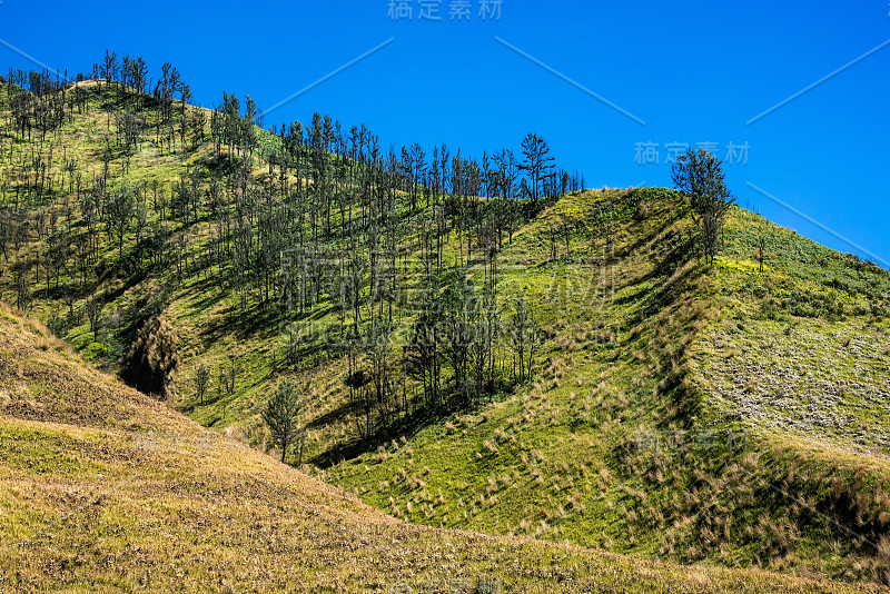 在Bromo Tengger Semeru国家公园的小山和黄色草地和草原绿山。