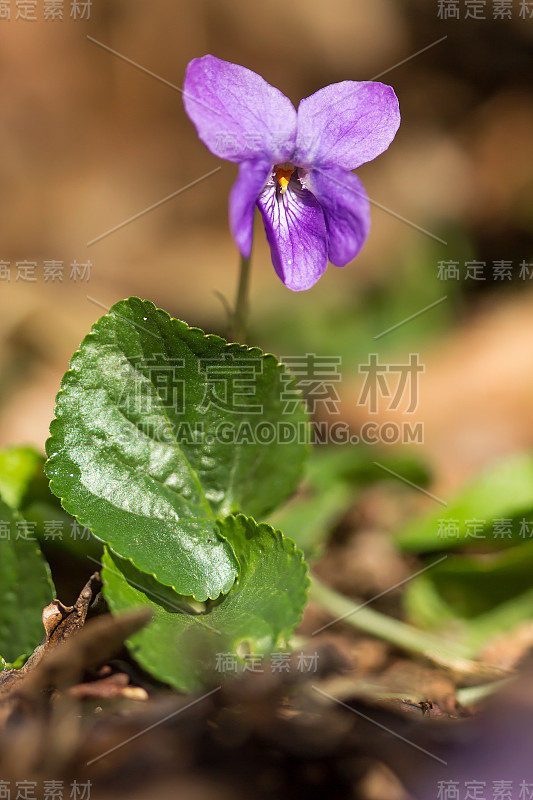 木紫罗兰(Viola odorata)或甜紫罗兰，英国紫罗兰，原产于欧洲的普通或花园紫罗兰，多年生草