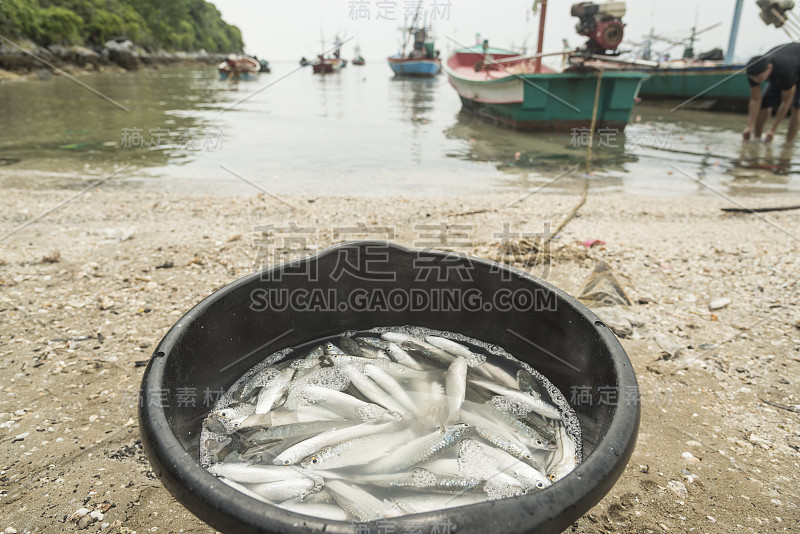 从泰国海滩的海里钓来的鱼