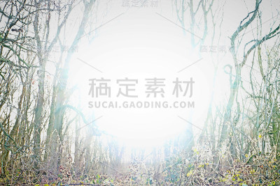 高键树林背景