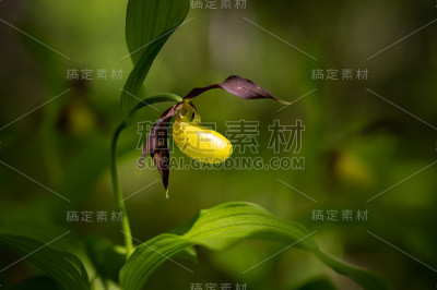 一个凤仙花兰花