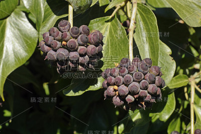 大西洋常春藤浆果