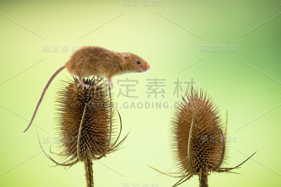 我能做到!