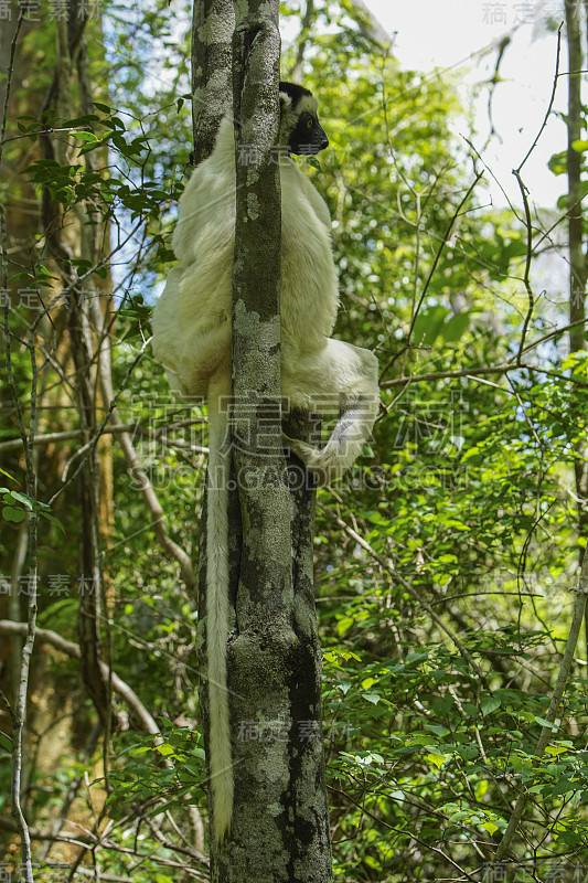 野生维罗狐猴“白狐猴”生活在印度洋的非洲马达加斯加岛