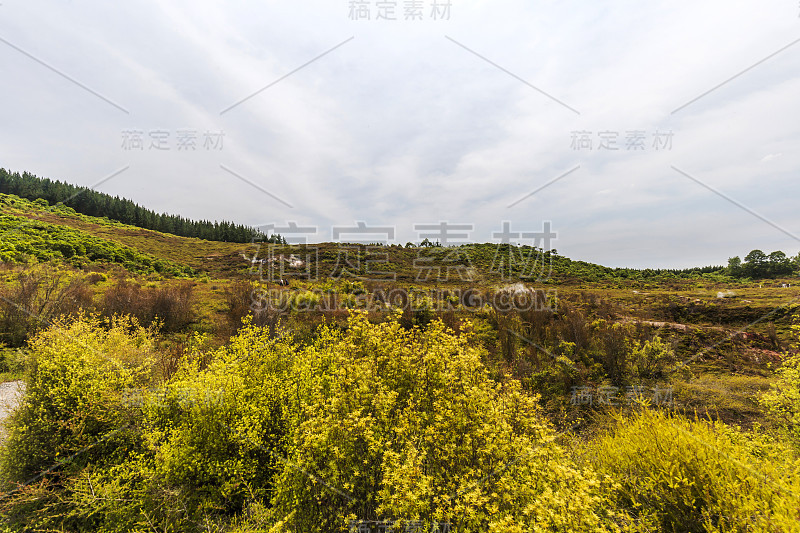 来自新西兰陶波月球陨石坑地热田的蒸汽