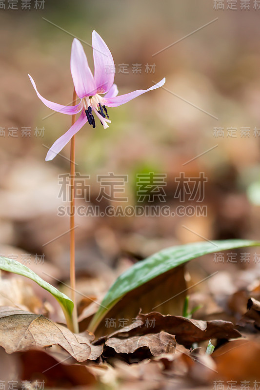 犬齿紫，百合科的狗齿紫或狗齿紫，初春开白色、粉红色或淡紫色花。卵形到披针形叶，白色球茎，潮湿的林地植