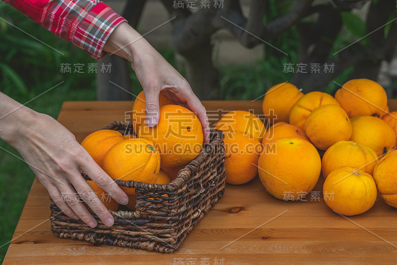 一篮新鲜成熟的有机橙子靠近花园。女人把桔子放在篮子里。园艺，收获季节概念