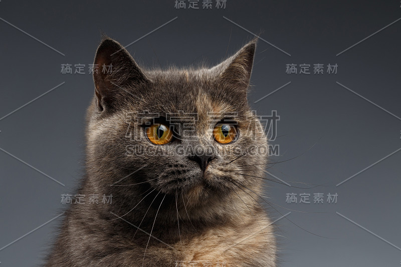 灰上的苏格兰猫特写