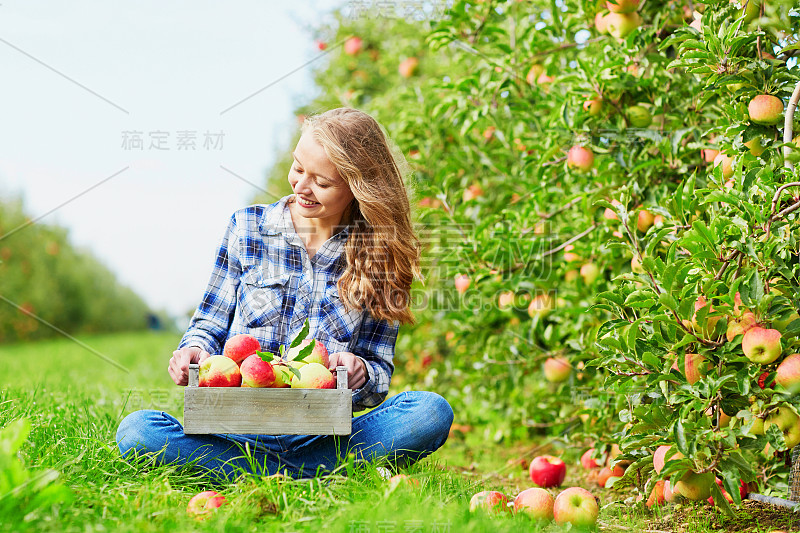 在农场的木箱里摘苹果的女人