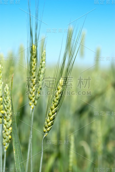 绿色的小麦