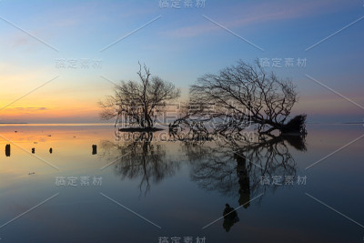 枯树，太阳，大海和天空