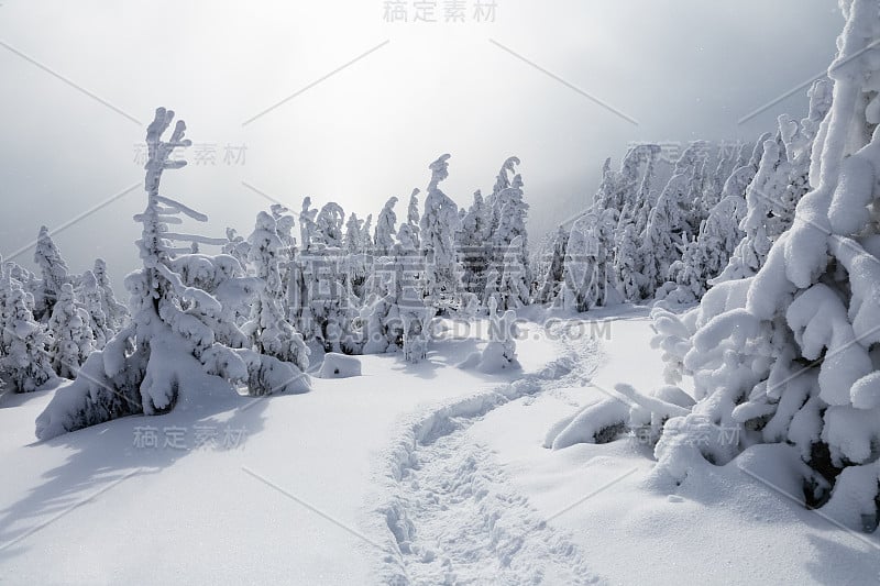 裹着雪的高大的冷杉树静静地注视着一个在寒冷的冬日里在雾中开辟出一条路的勇敢的人。白雪覆盖下的圣诞树。