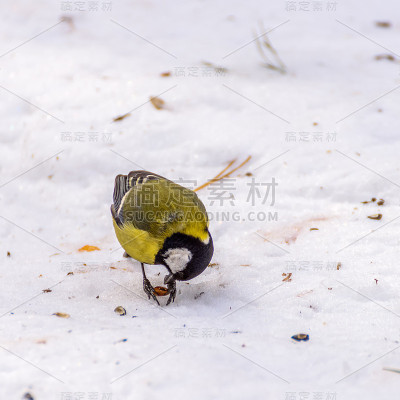 雪中的山雀