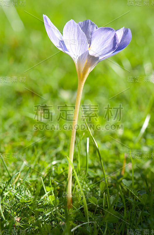 秋天开花的番红花