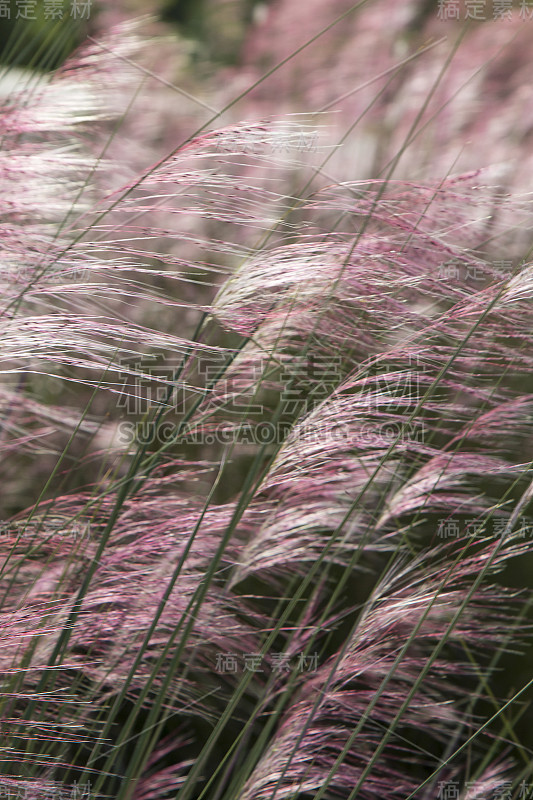 穆勒草(Muhlenbergia)