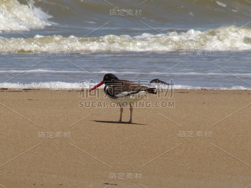 蒂茹卡斯河口的鸟类