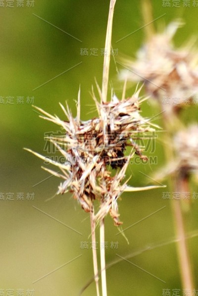草和花