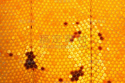 蜂巢蜂蜜