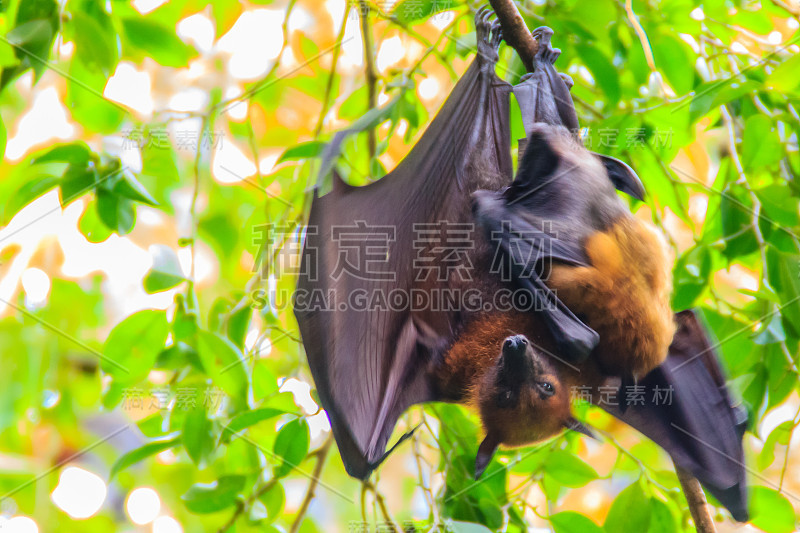 在泰国曼谷的Wat Po，泰国差春骚，用泰语说的Lyle's flying fox, Pteropu