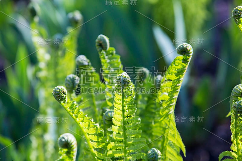 自然界中的幼蕨类植物。森林中绿色植物幼苗的螺旋形