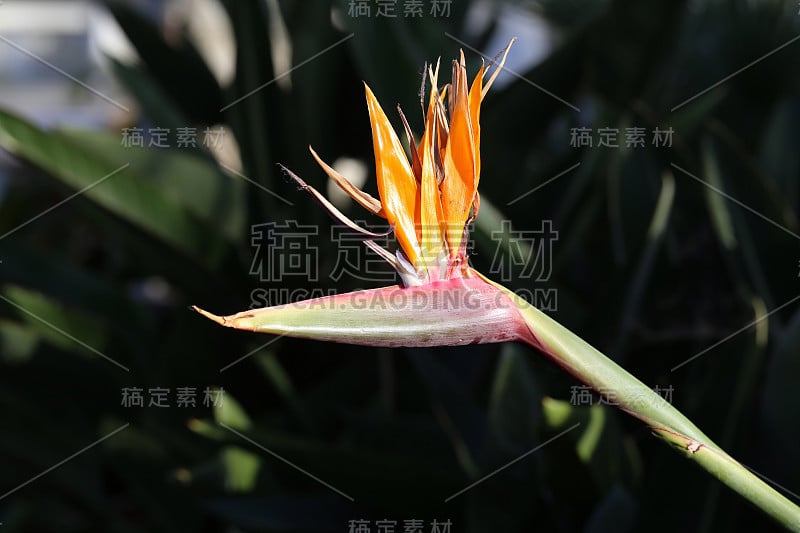 极乐鸟(Strelitzia Reginae Flower)摄于马德拉