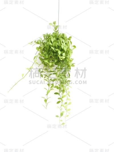 绿屋常青藤植株，在白色背景上孤立地挂在花盆中