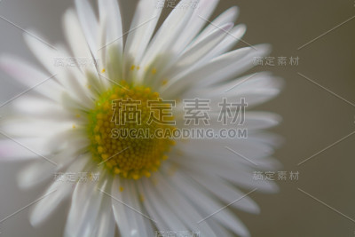 雏菊花