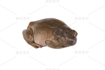 青蛙，树蛙，白色树蛙，棕色青蛙