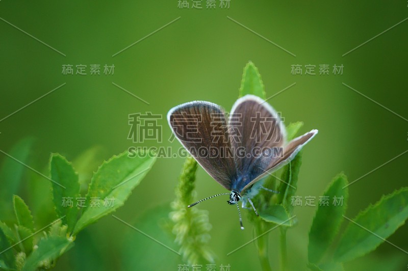 大自然中美丽的蝴蝶照片。美丽的野花和绿草。