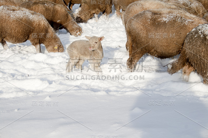 可爱的羔羊在雪地里和许多绵羊在冬天的草地上