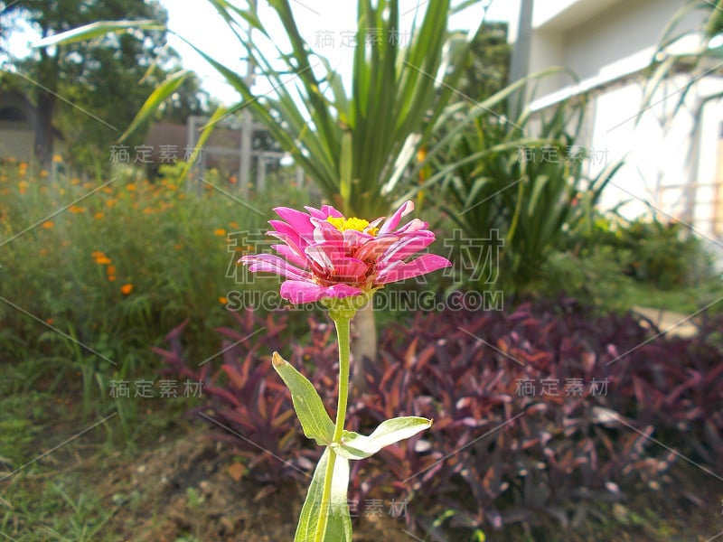 泰国的Pink Wedelia,Pink flower。