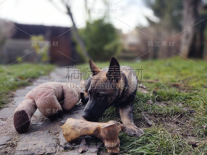 德国牧羊犬幼小的幼犬吃骨头、肉或颗粒。