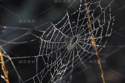 覆盖着露珠的蜘蛛网。