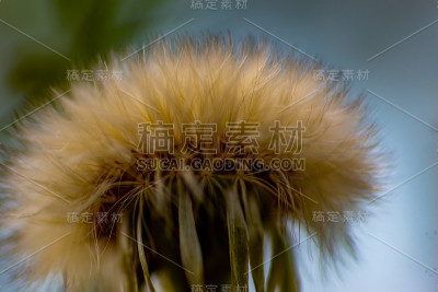 植物上昆虫的微距摄影