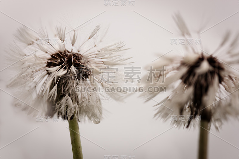 蒲公英
