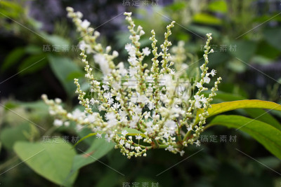 植物园的花卉