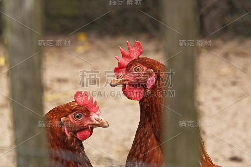 特写的两只鸡在户外鸡舍。