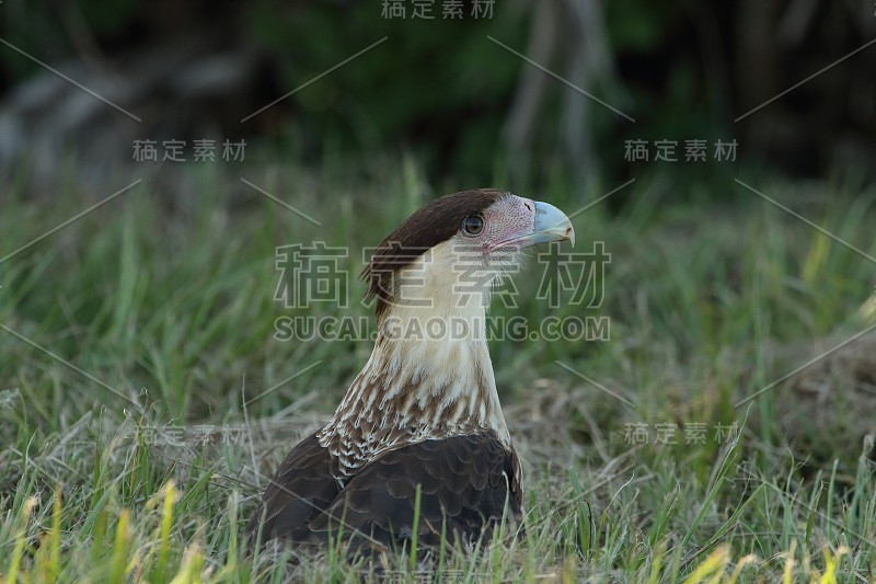 冠毛犬腿