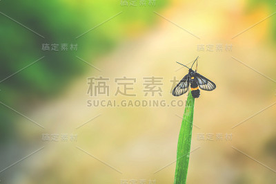 昆虫