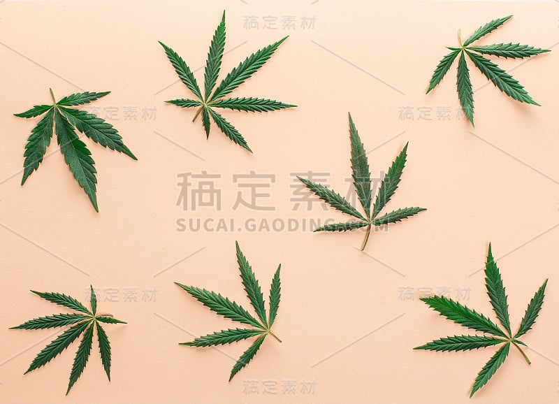 大的新鲜的绿色有机大麻大麻叶子孤立的桃色背景与复制空间为您的文本