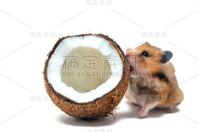 叙利亚仓鼠咬开椰子