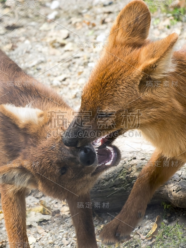 Dhole(高山熊)