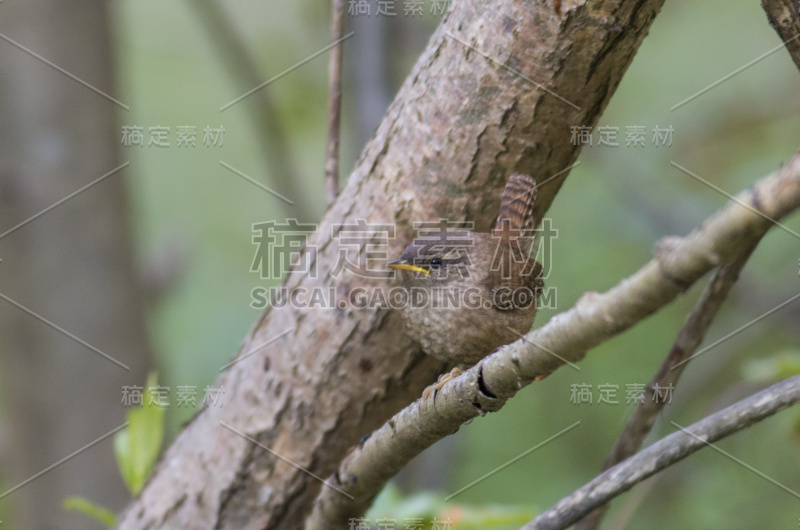 欧洲鹪鹩(Troglodytes Troglodytes)