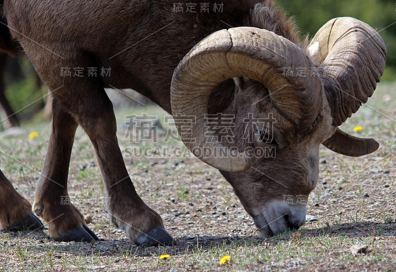 大角羊吃草