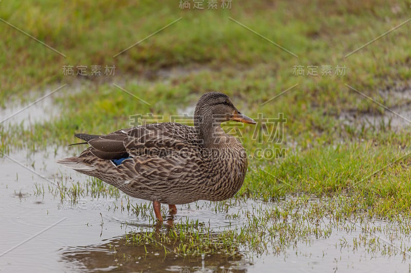 母鸡野鸭