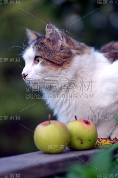 猫在花园