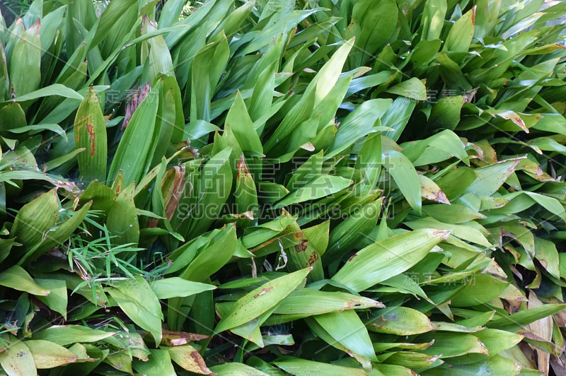 沼泽里的竹叶茂盛