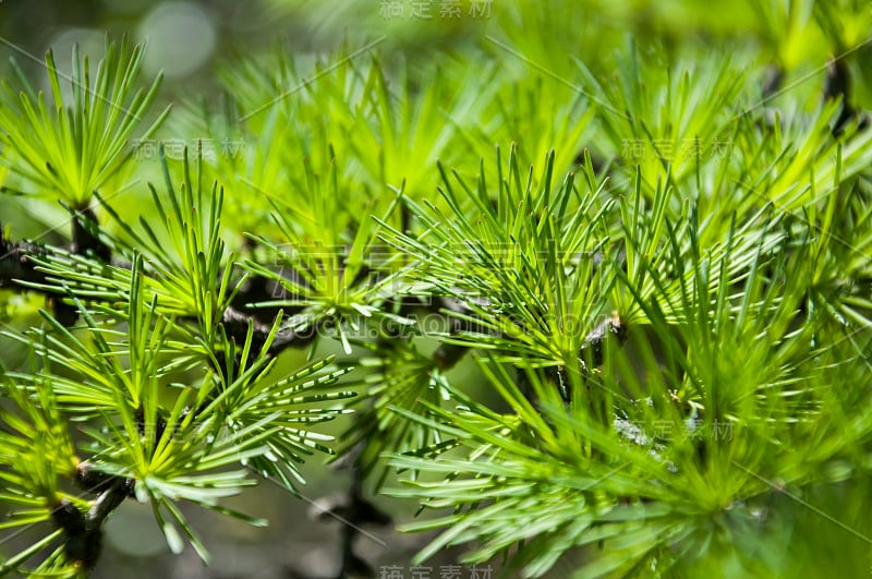 落叶松的绿色树枝，在蓝色和黄色的背景上有小叶子。落叶松的棕色球果。野生植物