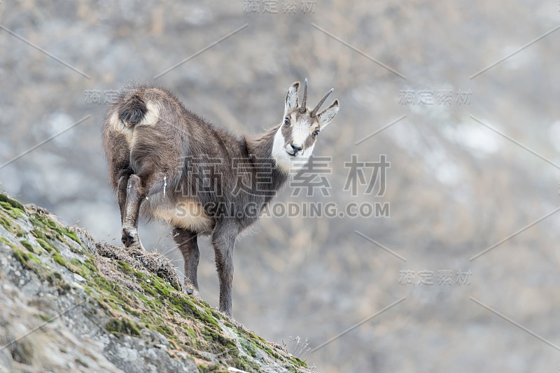 岩上岩羚羊的肖像(Rupicapra Rupicapra)