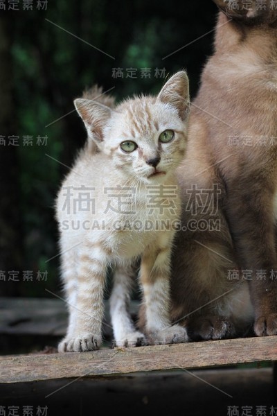凯蒂猫